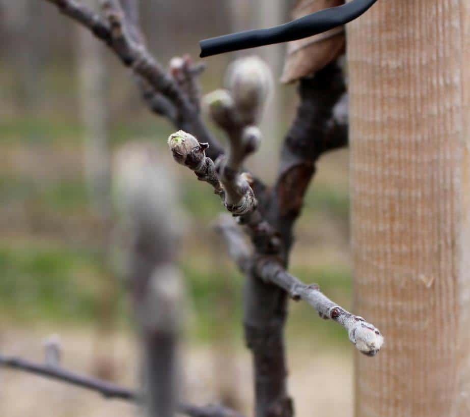 Adam Fura – wskazówki/pękanie pąków, mysie ucho