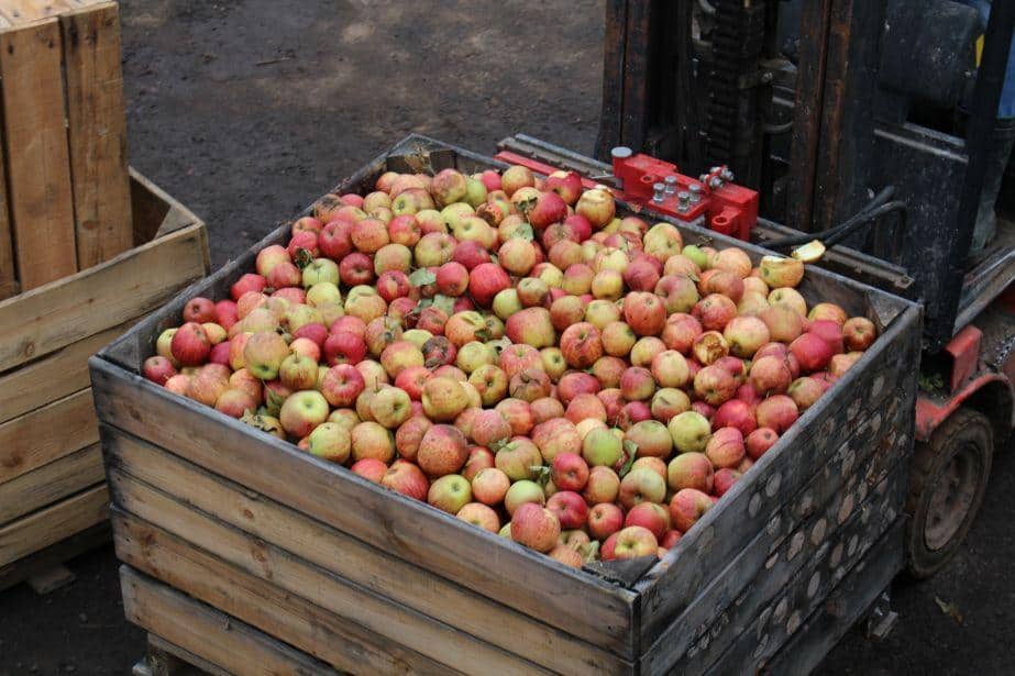 Kolejna obniżka ceny jabłka przemysłowego