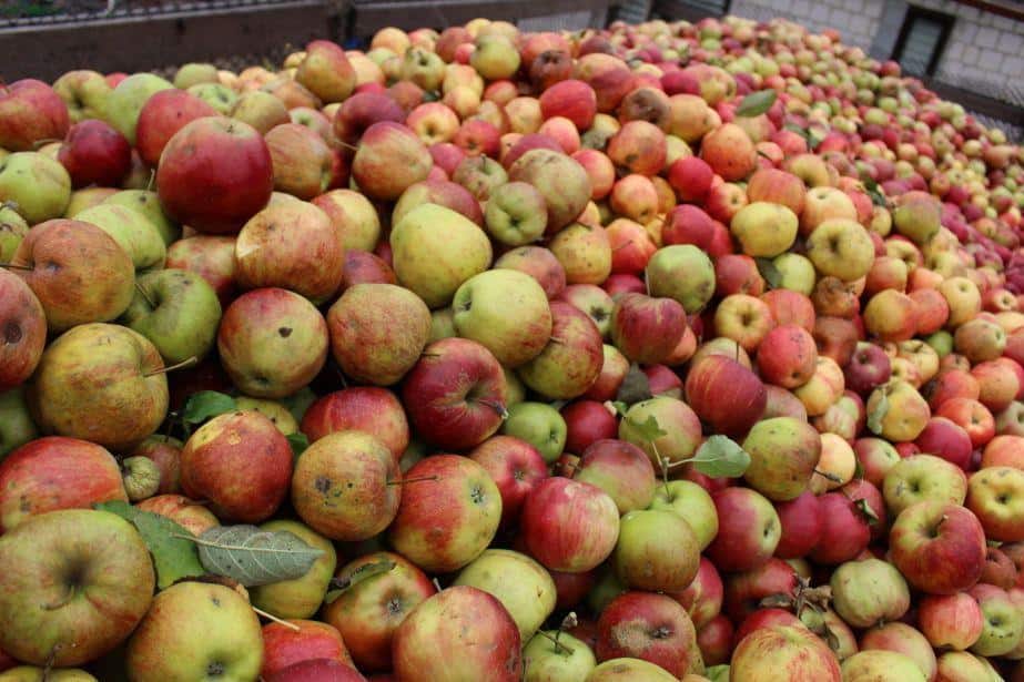 Eskimos: „Zaproponujemy również zaliczkowanie jabłka z odroczonym terminem dostawy”