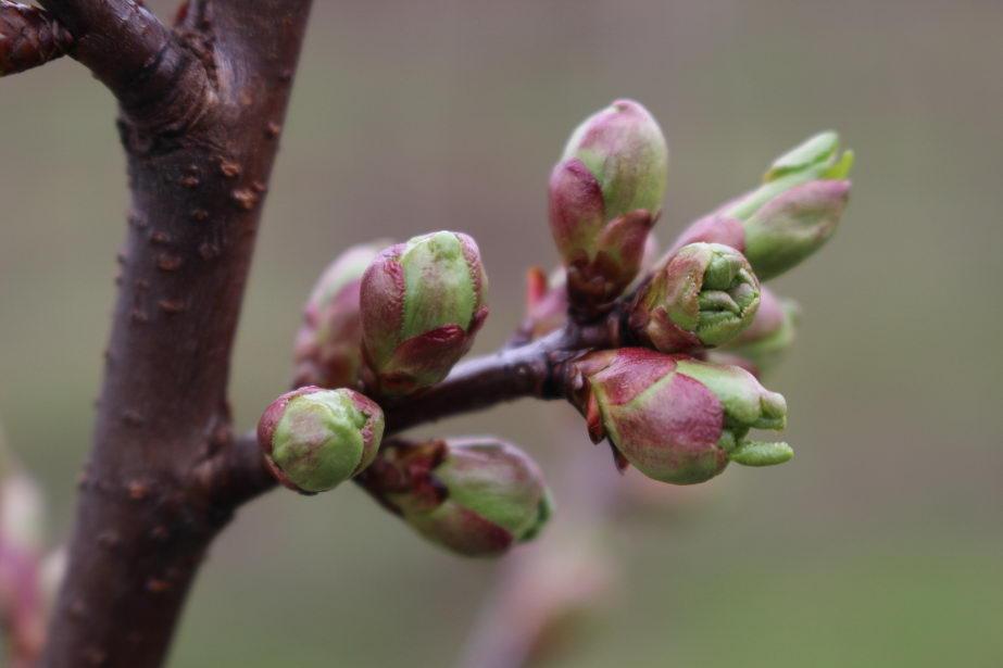  Komunikat Arysta (15.04.2017)