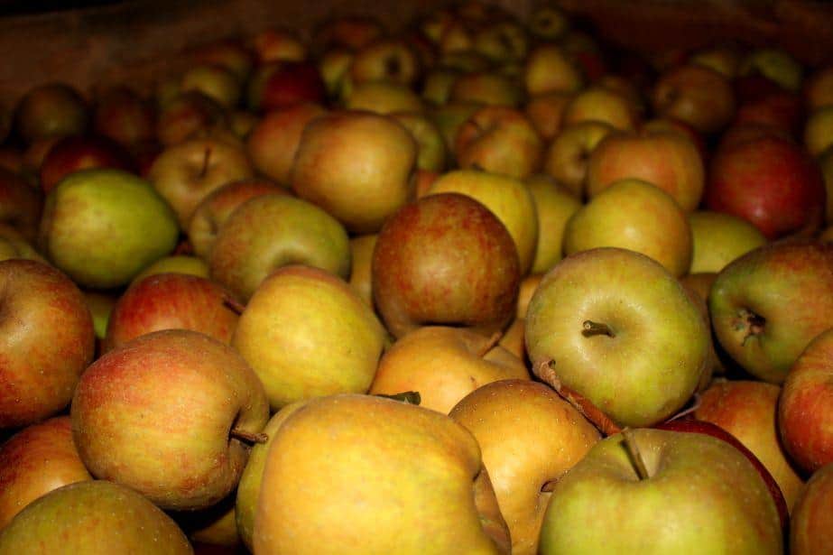 Rosną ceny Topaza i Boskoopa – rośnie zainteresowanie drzewkami