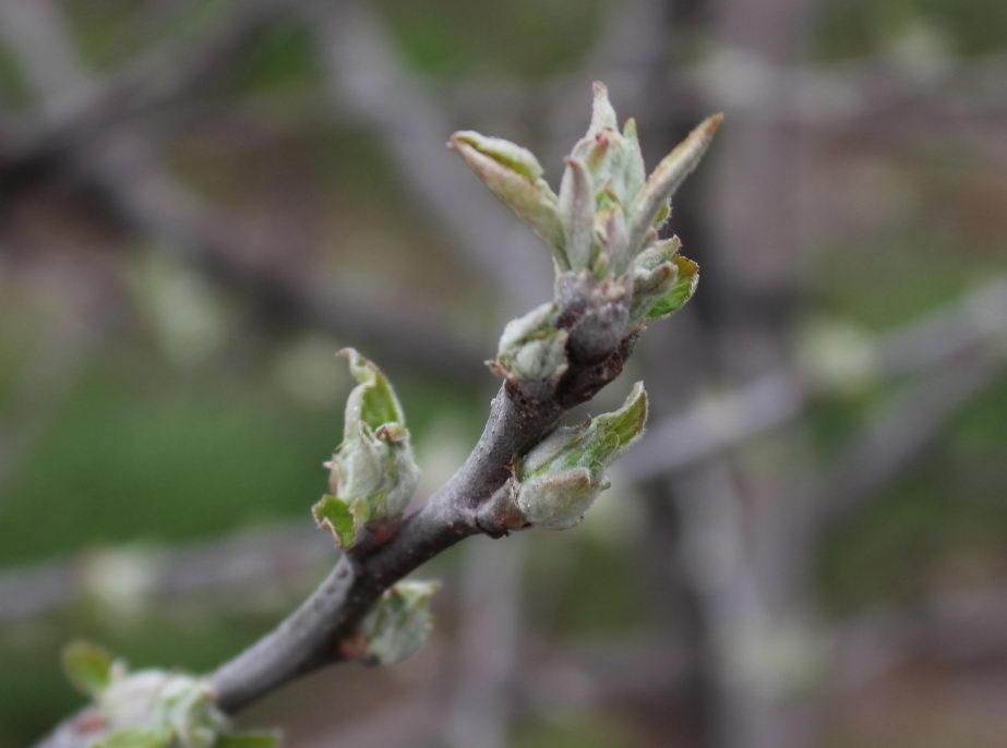 KOMUNIKAT SKS 2 2017-04-07 PARCH JABŁONI