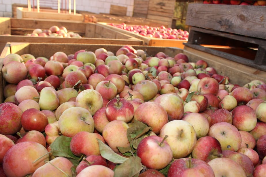 Ponad połowa mołdawskich jabłek trafi do przetwórstwa