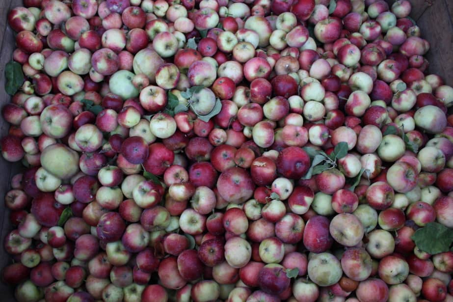 Ceny jabłek przemysłowych jednak w górę 