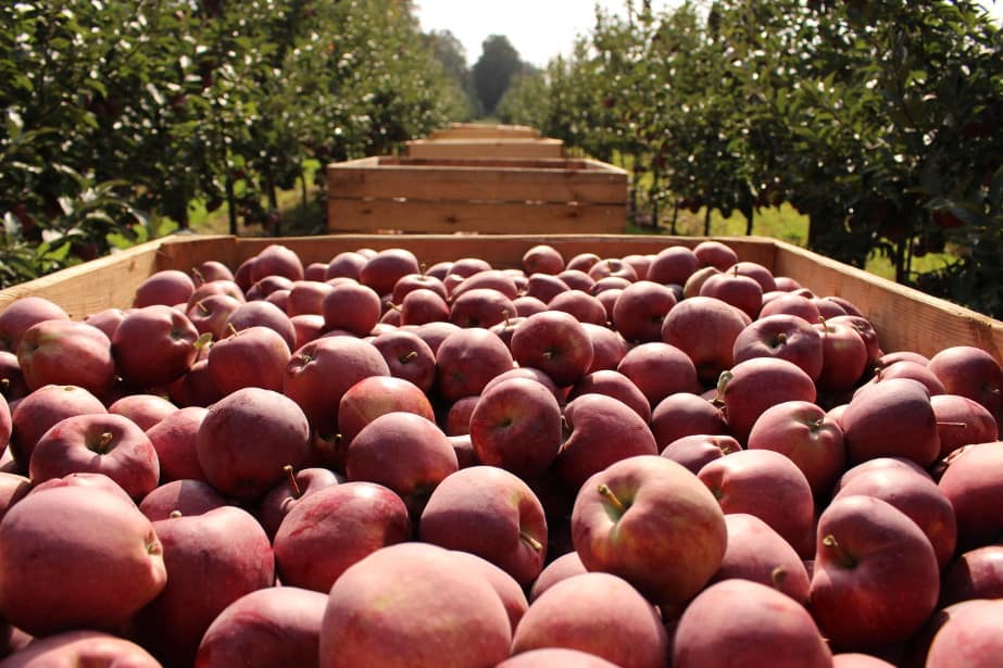 Aktualne ceny jabłek deserowych w grupach producenckich