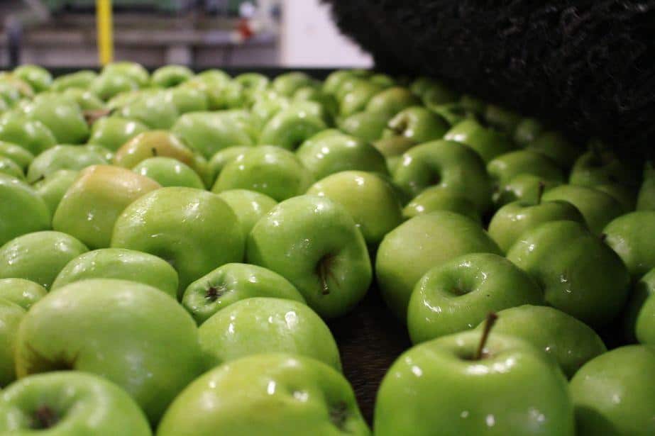 Golden Delicious: Rośnie zainteresowanie i ceny