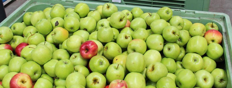   Tanie jabłka przemysłowe