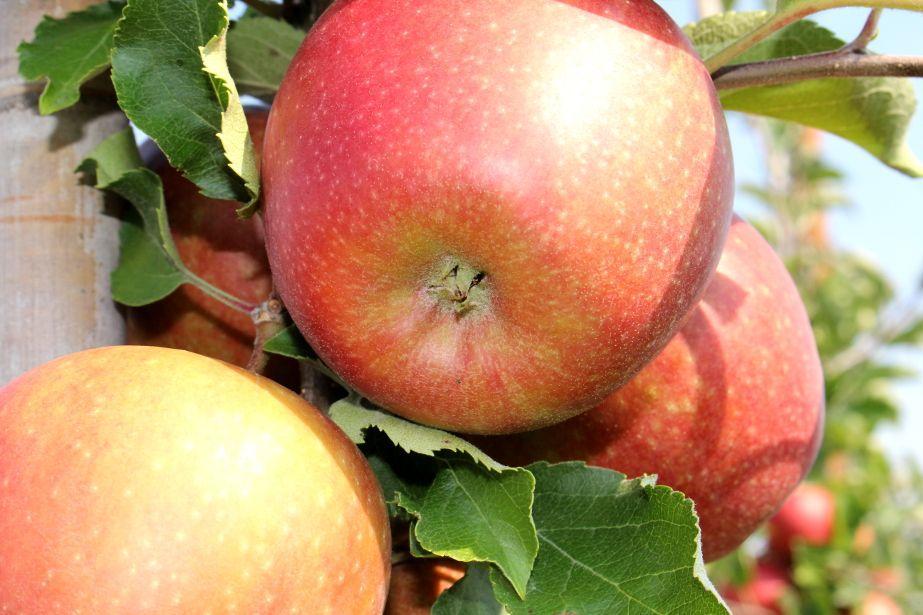 Intensywnie wzrasta produkcja odmiany Red Jonaprince