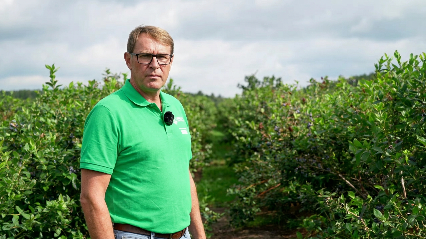 Borówka po zbiorach – nawożenie oraz przygotowanie plantacji do zimy