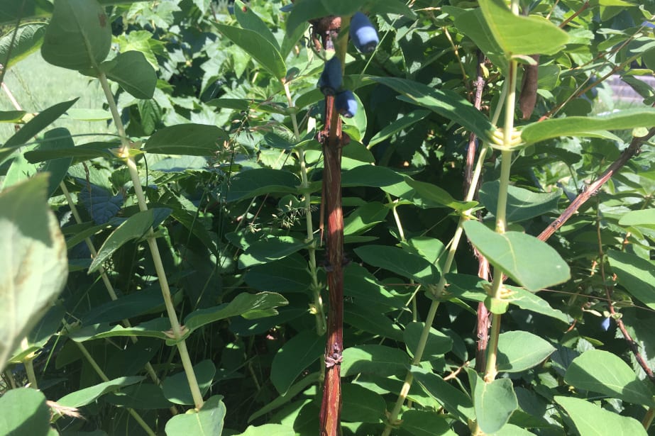 Brak odmian wytrzymałych w transporcie problemem w produkcji jagody kamczackiej