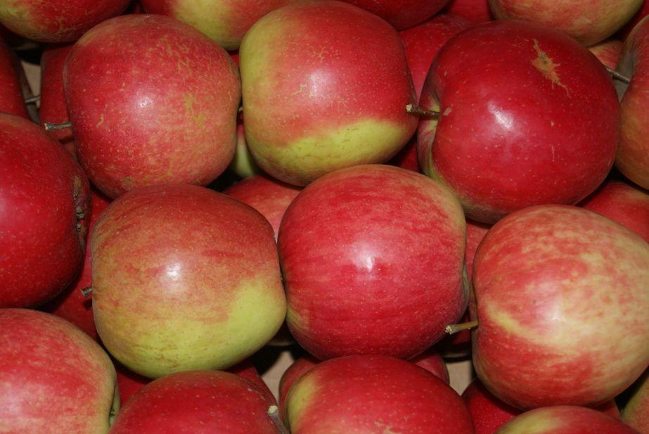 Po ile sprzedają jabłka producenci w Kraju Krasnodarskim?
