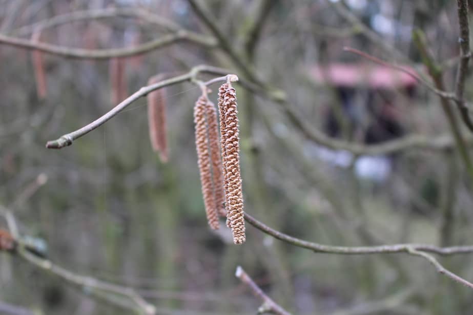 Zapylenie sztuczne lub naturalne - dwie strategie na kwitnienie leszczyny. Kto zyskał, kto stracił?