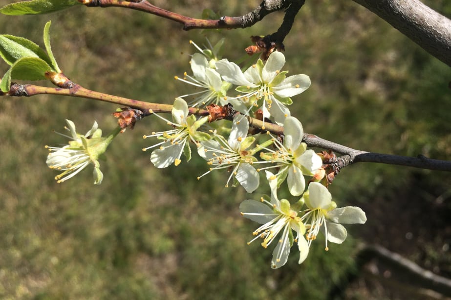 Śliwy – sytuacja w sadach, kompleksowe zalecenia