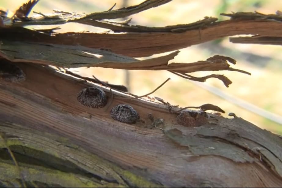 Misecznik śliwowy - stary szkodnik, nowe problemy. Dziś profilaktyka to za mało.