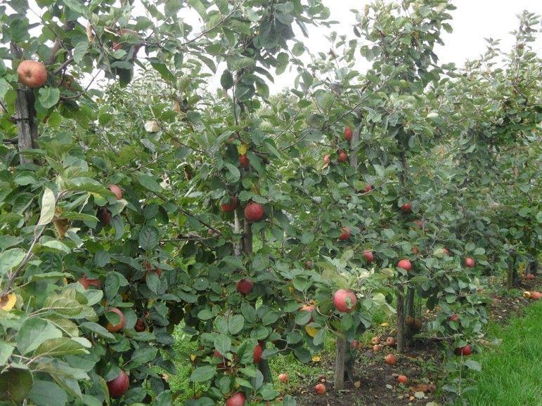 Przedwczesne opadanie – jak stosować Topper?