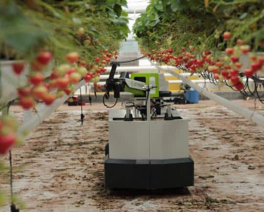 Robot do zbioru truskawek