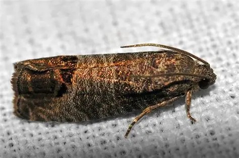 Owocówka_jabłkóweczka.jpg