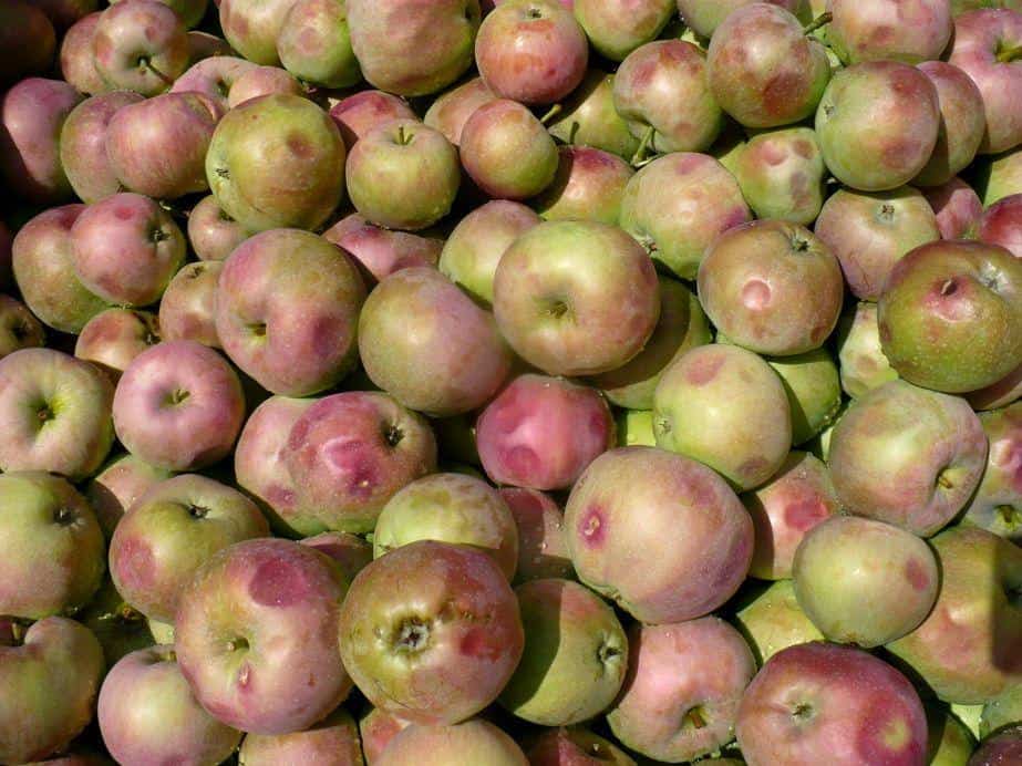 Jabłka z przerywki już po 75 groszy – aktualizacja