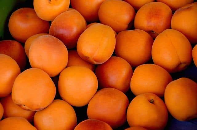 apricots 1509634 640