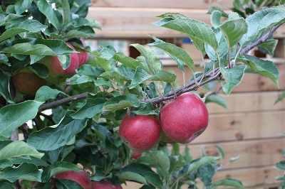 1jablka1skrzynia1czer