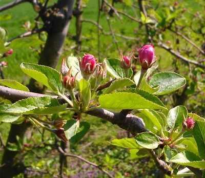 22kwietniajablonpakrozowy