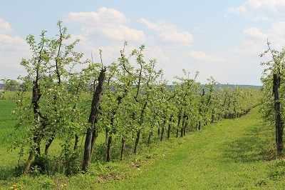 konieckwietnia w sadzie