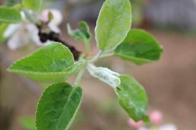 mlodeliscieparchkwietniowyzagraza