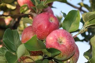 przedzbioramijablek.e-sadownictwo