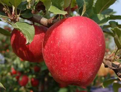 red.czerwone.jablka.e-sadownictwo