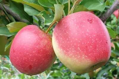 red2apple.e-sadownictwo
