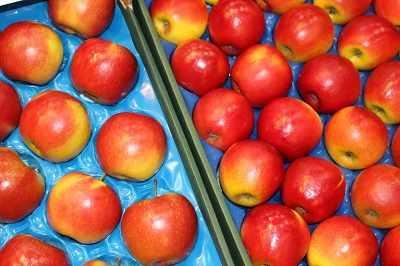 wytloczkijablka.e-sadownictwo