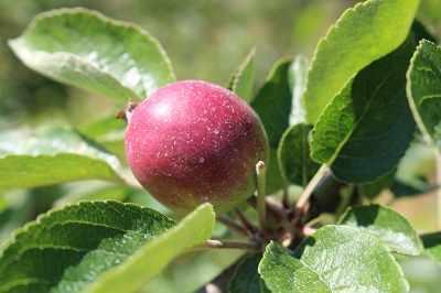 zawiazkiwzrostczerwiec