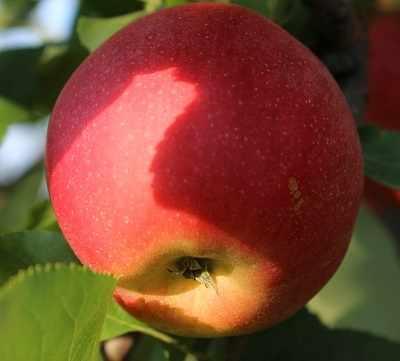 appleorchard.e-sadownictwo