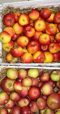 appleskrzynki