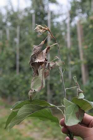 e.amylovorazaraza