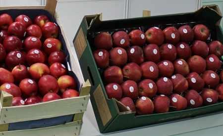 eksportpolskichjablekukr