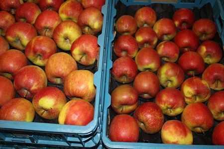 jablkadorosjieksport