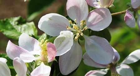 kwiatyjabloni.e sadownictwo