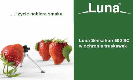 luna z nagroda prof. pieniazka