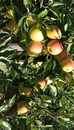 orchappl