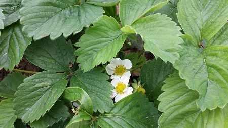 plantacjatruskawek15