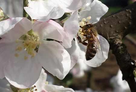 pszczola i kwiat jabloni