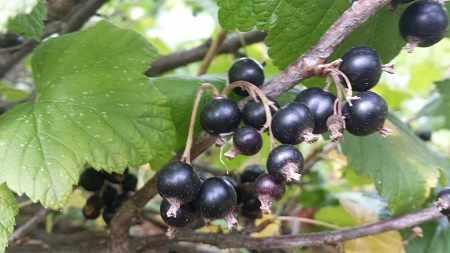blackcurrant