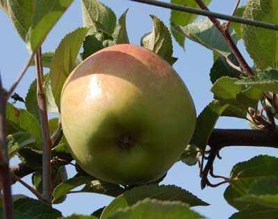 cz braeburn kadr r
