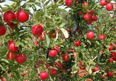 czerwone noname jablko