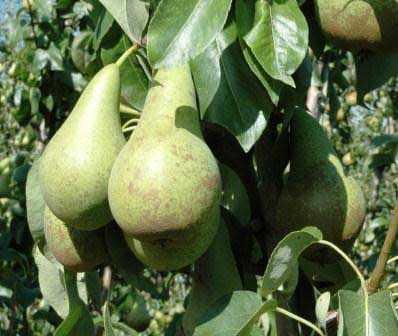 gruszka konferencja r