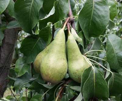 gruszki konferencja r