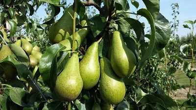 gruszkikonferencjasad