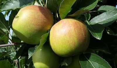 jablka na drzewie 3 rs