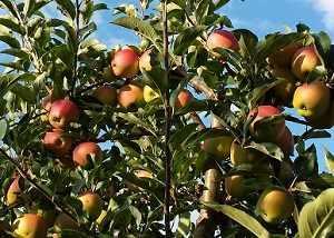 jablka na drzewie sad rs